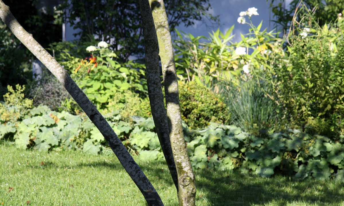 Gartengestaltung - Gartenerneuerung im Wiesbadener Komponistenviertel