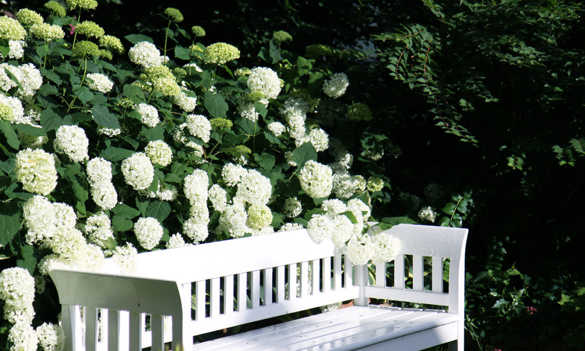 Gartengplanung - Umgestaltung eines Vorgartengrundstücks