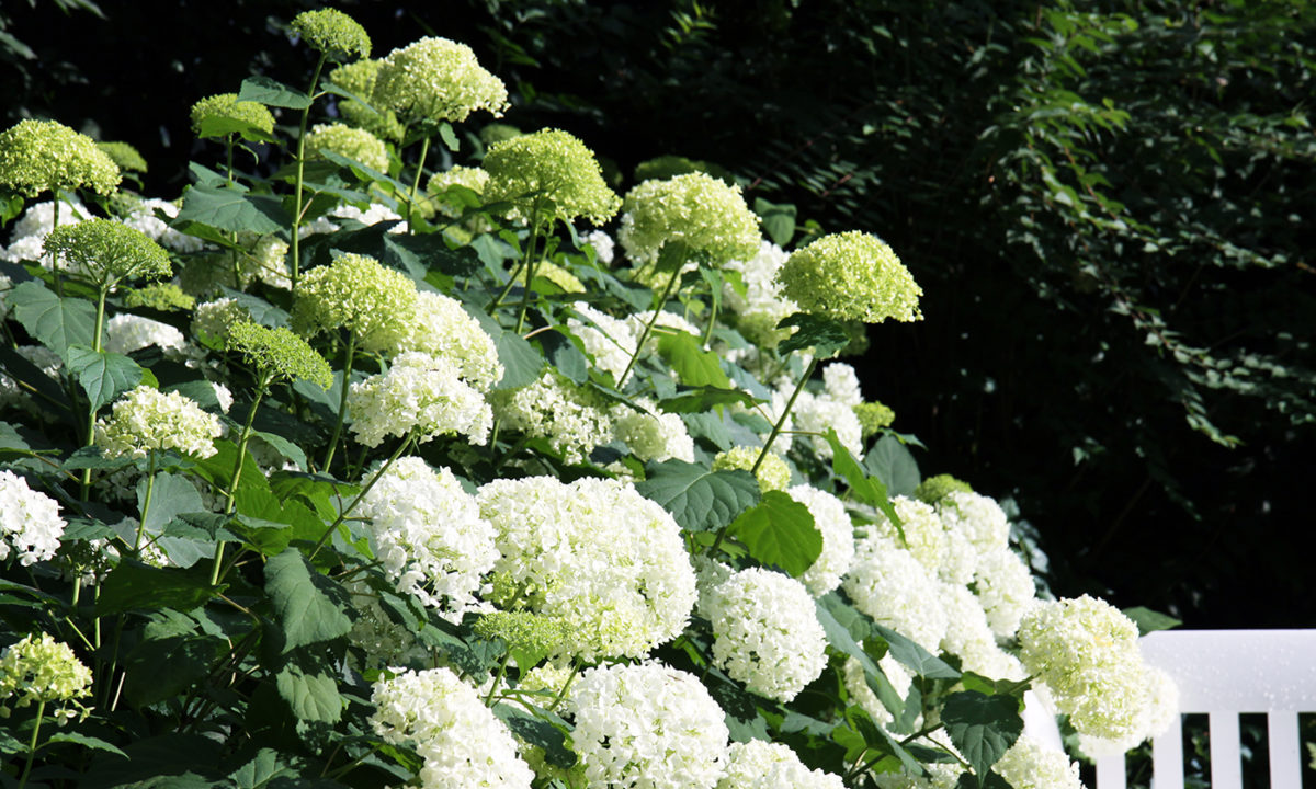 Gartengplanung - Umgestaltung eines Vorgartengrundstücks