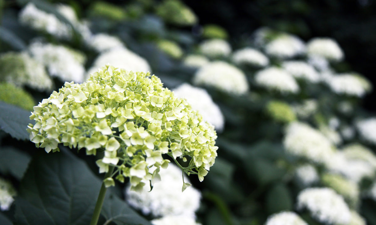 Gartengplanung - Umgestaltung eines Vorgartengrundstücks